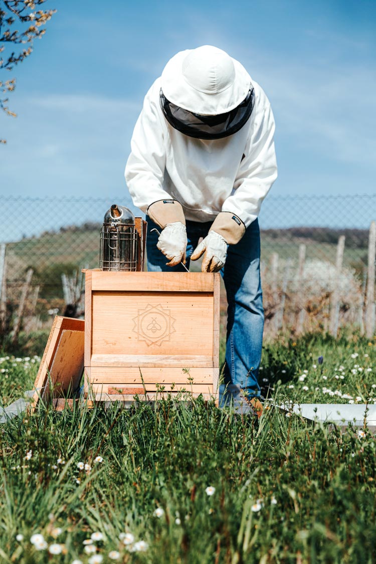 Projet d'univers graphique réalisé par Paper Duck: photo d'ambiance d'une abeille faisant partie de l'identité visuelle de Ruchers sans frontière